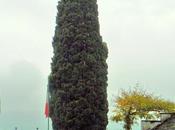 Alberi monumentali, cipresso Orta Giulio (NO)