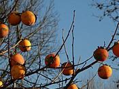 L’albero cachi