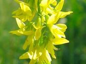 Meliloto, diuretico naturale contro l’insufficienza venosa