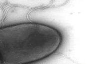 Nuovo batterio scoperto nella ruggine Titanic