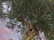 Olive buone frantoio danno succo frutta d’oliva cura ogni ferita