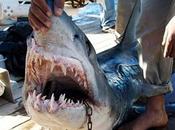 nuovo attacco dello squalo: fine farà turismo Sharm Sheik?
