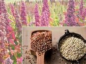 2013 l'anno della quinoa:l'oro degli Inca