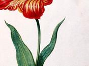 Tulipani Vecchio catalogo nelle raccolte NEHA