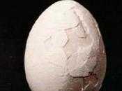 disco oggi L'uovo Colombo