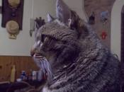 cielo grigio gatti furbi e...