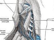 Sclerosi Multipla: lettera sulla CCSVI chirurgo vascolare Pietro Maria Bavera