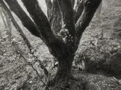 Pinhole 2013