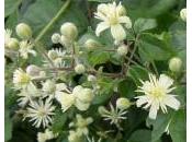 fiori bach clematis