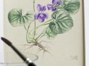 violet botanical watercolor