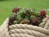 rivincita delle cactacee