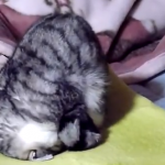 gatto dorme nella posizione yoga (video)