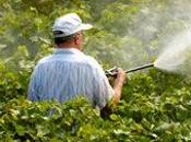 Pesticidi: minaccia anche uccelli