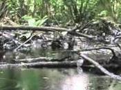 Zeitgeist Addendum doppiato Italiano