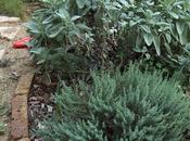 Erbe aromatiche