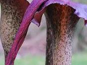 Fitoterapia Glucomannano sazietà.