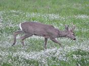 Maschietti nell'erbetta primaverile