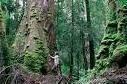 Australia: nuovo rischio l'accordo sulle foreste Tasmania