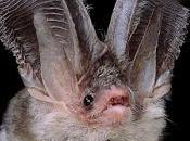 Nuova specie pipistrello scoperta Sardegna