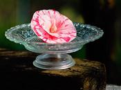 Camelia japonica