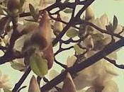 Finalmente magnolia fiorita