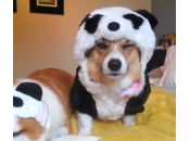 cani fissano telecamera immobili (video)