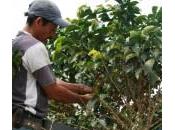 crisi nera caffè centroamericano, rischio migliaia posti lavoro