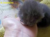 *GINA*storia gattina quasi magica!