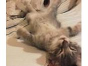 gattino esausto: distrutto rotolo carta igenica (foto)