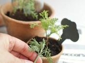 DIY: talea lavanda