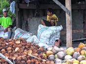 Lavorazione cocco: cernita