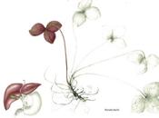 Society Botanical Artists Annual Open Exhibition Westminster Central Hall Hepatica nobilis