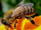 api, amiche nostro ecosistema stanno scomparendo! l'Europa corre ripari