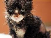 playlist triste, giornate meglio micio justin pensare