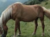 Colloredo Monte Albano, raduno regionale Uisp, passeggiata cavallo