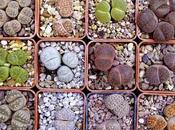 Lithops Cactus, ovvero sassi viventi