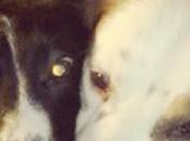 presento