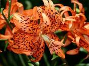 giglio tigrato Lilium lancifolium