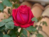 ricetta insolita offrire alla Mamma giorno della festa…