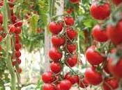Come coltivare pomodoro ciliegino nell'orto balcone