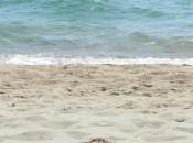 Albenga spiaggia fruibile tutti. giugno