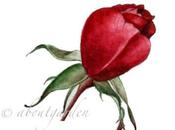 rose acquarello