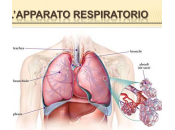 L’Apparato Respiratorio