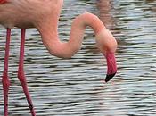 Scoperti nidi fenicottero rosa nelle Saline Tarquinia