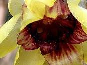 Calicanto,un piccolo fiore dall'incantevole profumo