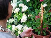 Riconoscere coltivare piante aromatiche