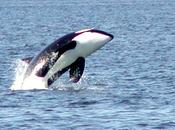 Avvistata un'orca largo delle Isole Eolie