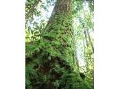 Malesia: governo Sarawak annuncia distruzione milione ettari foreste tropicali