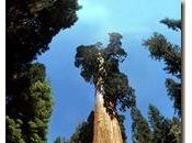 ambiente migliore parte dalla sequoia california