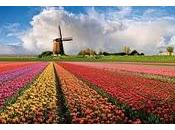 From Holland with love